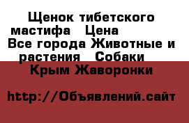 Щенок тибетского мастифа › Цена ­ 60 000 - Все города Животные и растения » Собаки   . Крым,Жаворонки